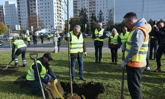 Rektor UZ posadził lipę w ramach akcji 800 drzew na 800-lecie Zielonej Góry
