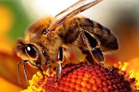 Pszczoła 2.jpg