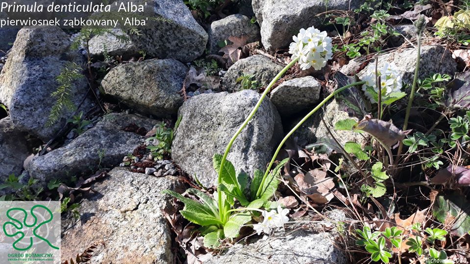 Primula denticulata (pierwiosnek ząbkowany), odm. _Alba_ SP.jpg