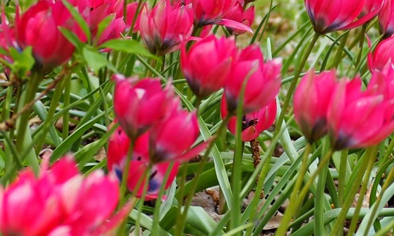 Co kwitnie wiosną w Ogrodzie Botanicznym UZ?