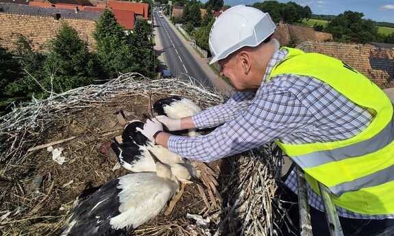 Naukowcy UZ kolejny raz obrączkują bociany białe