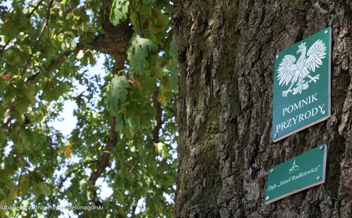 Pomnik przyrody ku pamięci dr. Józefa Radkiewicza