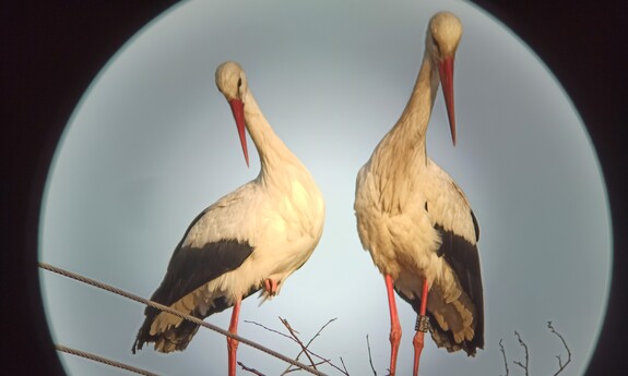 Naukowcy UZ mają oko na bociany, które wracają już do Polski