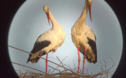 Naukowcy UZ mają oko na bociany, które wracają już do Polski