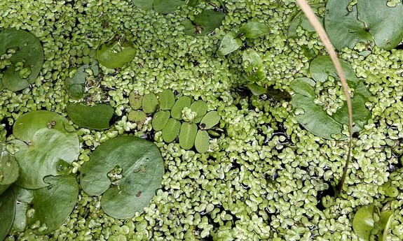 Salwinia pływająca i selery węzłobaldachowe - takie cuda tylko w Ogrodzie Botanicznym UZ