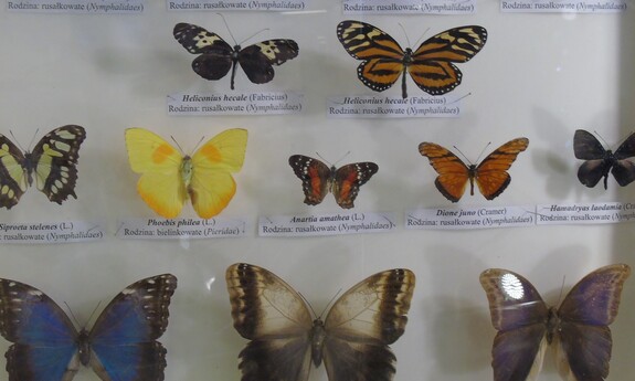 Efektowna  wystawa motyli w Centrum  Przyrodniczym w Zielonej Górze