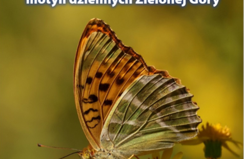 Butterflies in the City? Zielona Góra Is Home to as Many as 68 Species
