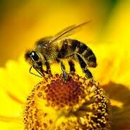 Trzeci ogólnopolski Wielki Dzień Pszczół w Ogrodzie Botanicznym UZ
