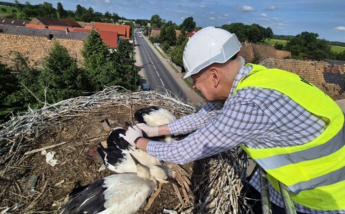Naukowcy UZ kolejny raz obrączkują bociany białe