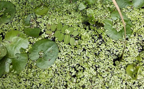 Salwinia pływająca i selery węzłobaldachowe - takie cuda tylko w Ogrodzie Botanicznym UZ