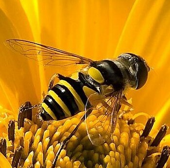 Obchody Wielkiego Dnia Pszczół w Ogrodzie Botanicznym UZ