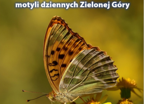 Butterflies in the City? Zielona Góra Is Home to as Many as 68 Species
